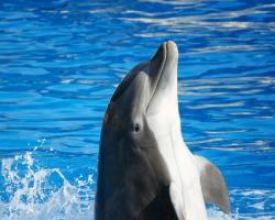 Conosci il delfino - Comportamento e addestramento di mammiferi marini